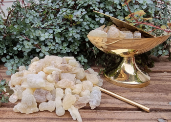 Sacred Frankincense – Royal Green Hojari (Boswellia Sacra)