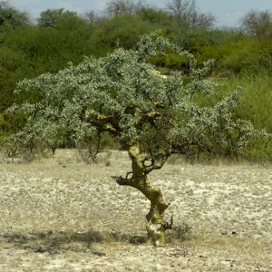 Myrrh Extract 20:1 (Commiphora myrrha)
